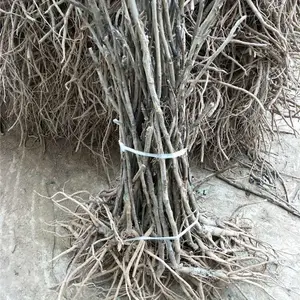 油用牡丹种苗(牡丹种子),菏泽牡丹,菏泽牡丹