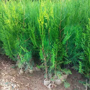 供应侧柏树 荒山造林侧柏树苗 易成活带土球 侧柏小苗长期出售