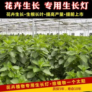 无花果补光灯效果-无花果补光灯-诺达植物补光灯(查看)