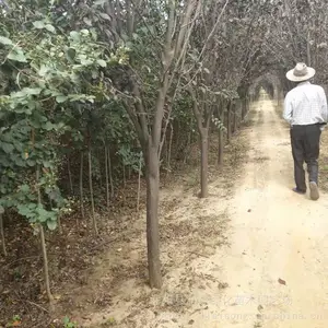 10���ֺ�Ҷ��۸� ������ �ɻ�***