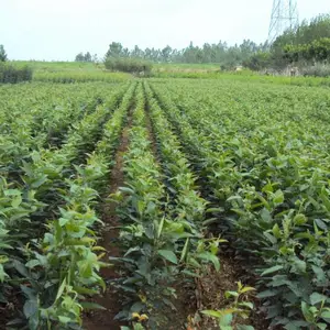 维纳斯黄金苹果价格 维纳斯黄金苹果树苗批发 果树苗原产地