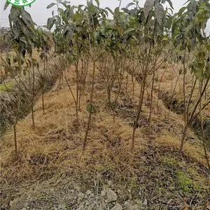 2021�����ӣ����ؾ�3����ӣ����,����ҹ�����ӣ����
