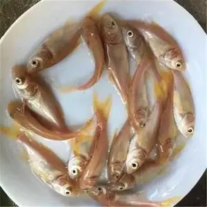 �н���ͷ�� ��ɫ������***