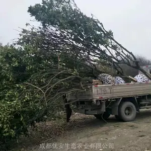 �Ĵ��ɶ������۸�10����15����20���ֻ�������СҶ����