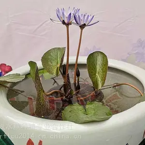 ���Ժɻ����������Ժɻ�����