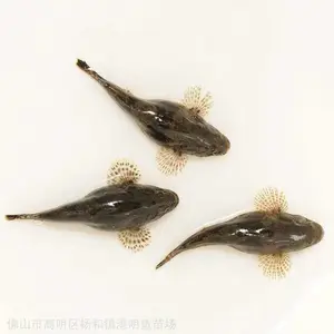�����г��۵�ˮ��ֳ������� ̩��������� �ư߼��������ˮ��/���/��������