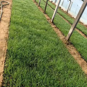 哪里有羽衣甘蓝 山东羽衣甘蓝基地