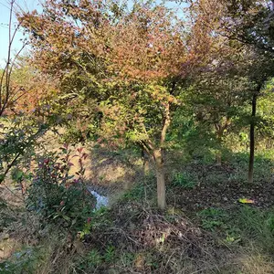 基地直销精选鸡爪槭 落叶小乔木 园林景观绿化苗木
