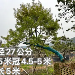 造型红果冬青,斜飘红果冬青容器苗,矮景红果冬青地径15-25公分