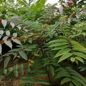 批发香椿树苗庭院小区公园观赏种植植株健壮可食用景观行道树