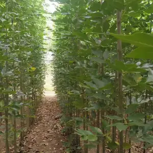山东济宁鱼台速生白蜡树苗基地批发,一年生白蜡小苗产地报价，规格齐全好养易活,白蜡苗木供应商厂家上车价格