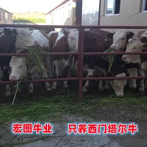 五六百斤 西门塔尔二岁母牛 多少钱一只