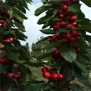 批发新品种樱桃树 嫁接齐早樱桃树苗 南北方栽植易成活樱桃苗