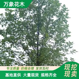���Թ�Ӧ .��Ҷ����ľС�� ԰��ͥԺ�쾰ֲ�� ��·ɫ���̻���