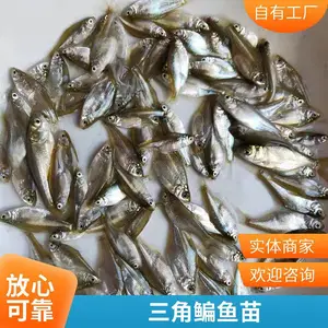 �������������� ��ˮ������������ ������ֳ�ɻ�***��������