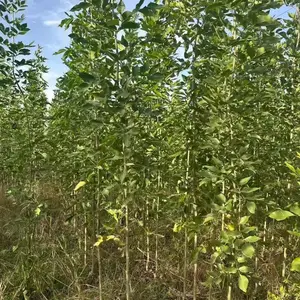山东潍坊诸城速生白蜡树苗基地批发,一年生白蜡小苗产地报价，规格齐全好养易活,白蜡苗木供应商厂家上车价格