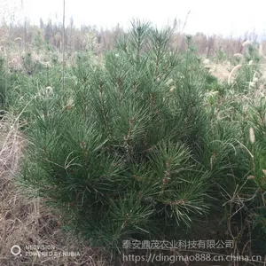 出售1米左右白皮松树苗价格低廉 冠幅漂亮