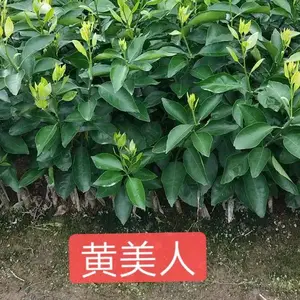 批发黄美人桔苗 黄美人柑橘苗 爱媛68柑橘苗