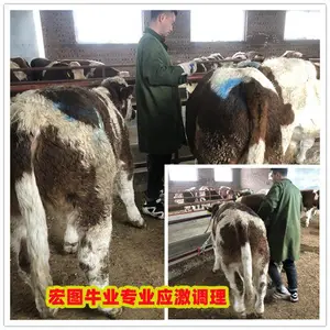 四百斤的 西门塔尔牛 多少钱一只