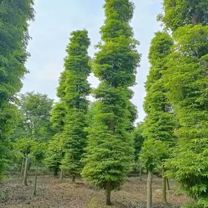 ����18����СҶ������� ��骻���ֱ�� ������ ȫ�����