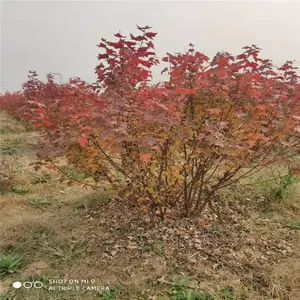 7-15������������������� ˧����ľ��ֲ���� ���������ۻ���