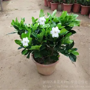��Ӧ����ֲ�ﻨ��-�辰���Ƶ�ֲ�����ֲ��軨