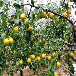 ����Ʒ����¶��������_�ڸд��� ������ �����ǿ����ũҵ