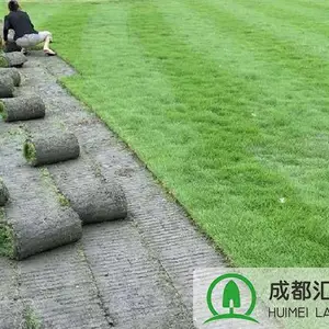 台湾二号草坪好养护耐踩踏免修剪绿化结缕草草皮