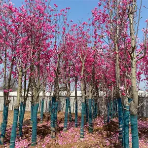 供应娇红玉兰 庭院别墅盆栽地栽绿化树 景区行道风景树