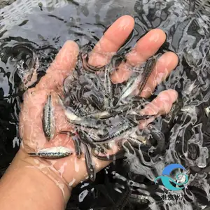 苗场大量繁殖鱼苗 支持加州鲈鱼苗水花标苗 规格定制 鱼苗 全国发货