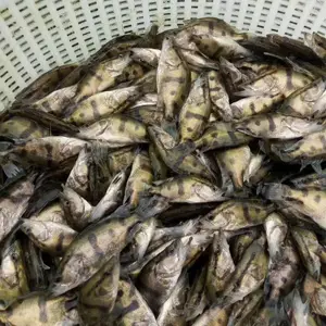 �����й����������Ż�