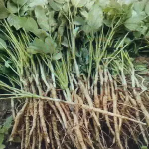 牡丹苗移栽前怎样处理 种植的方法时间及方法 一亩的种植多少颗牡丹苗 牡丹的市场行情稳定
