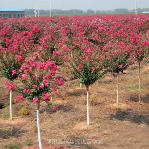 红花紫薇 高杆红火箭紫薇 公园景区造景 市政道路绿化 夏季观花