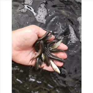 鲜活淡水养殖丁桂鱼苗_广东原蓝活体须岁鱼_无病丁桂鱼苗厂家批发