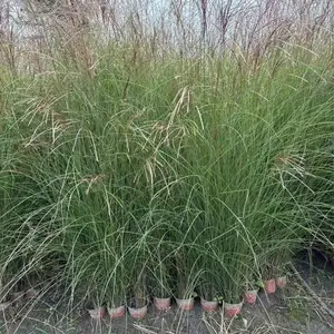 细叶芒基地批发 16杯细叶芒绿化苗 细叶芒小杯苗 细叶芒大杯