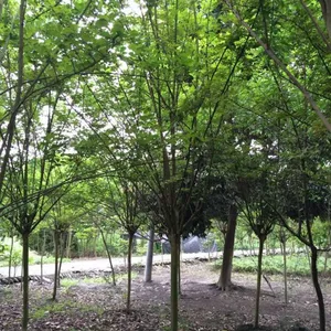 6-8������ޱ������������ ������Ӧ�̻��������� רҵ�е���