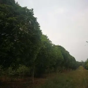 江西桂花|江西桂花社生产基地|江西桂花苗圃