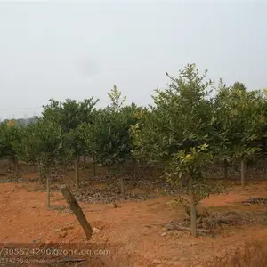 10-20高竹柏小苗,30-50高竹柏苗,2公分竹柏