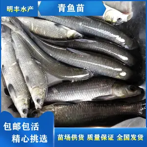 【港明渔业***淡水鱼苗】田螺青鱼苗 黑鲩鱼苗 活体养殖