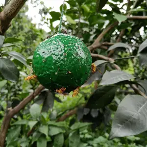 ��Ӭ�� �Ϲ�Ӭճ���� ��СʵӬ���ռ�����ɫ����