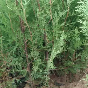 ������������� ȫ����ػ��� ũ��ֱ�� ����С���̻� Ӫ������