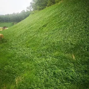 ��ά���粥ֲ�� ����ʩ���� ����������� �������Һӵ��޸� �����豸