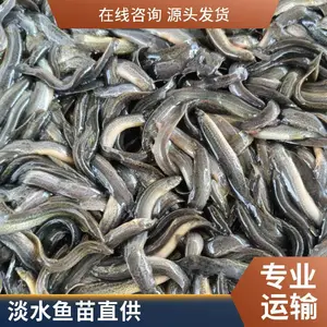 山东烟台本地黑鱼苗泥鳅鱼苗养殖场自繁自育直供