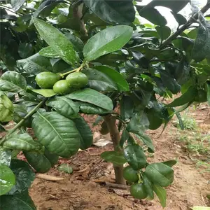 ����5 6 7���ֺ�Ƥ���������绶ӭ����
