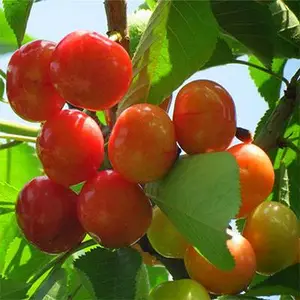 �޽ӻ���ӣ���������� 2�����ӣ�������Ǯ 2��������ӣ�������