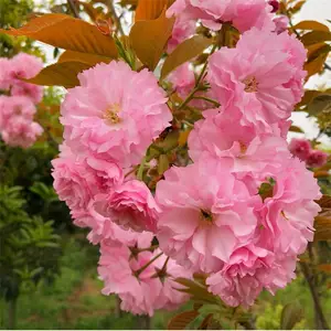 樱花树苗/4公分5公分6公分早樱-7公分8公分樱花树