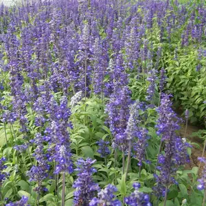 蓝花鼠尾草 小区庭院公园造景观赏绿化 规格齐全