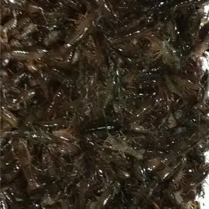 赣州哪里有小龙虾养殖基地 赣州龙虾苗多少钱一斤 赣州小龙虾苗价格