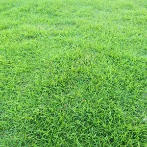 台湾二号草皮基地位置 中华结缕草 绿化卷草