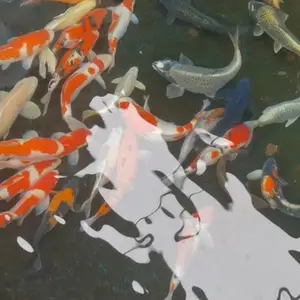 专业出售各类锦鲤 锦鲤鱼苗 浙江养殖基地 淡水鱼